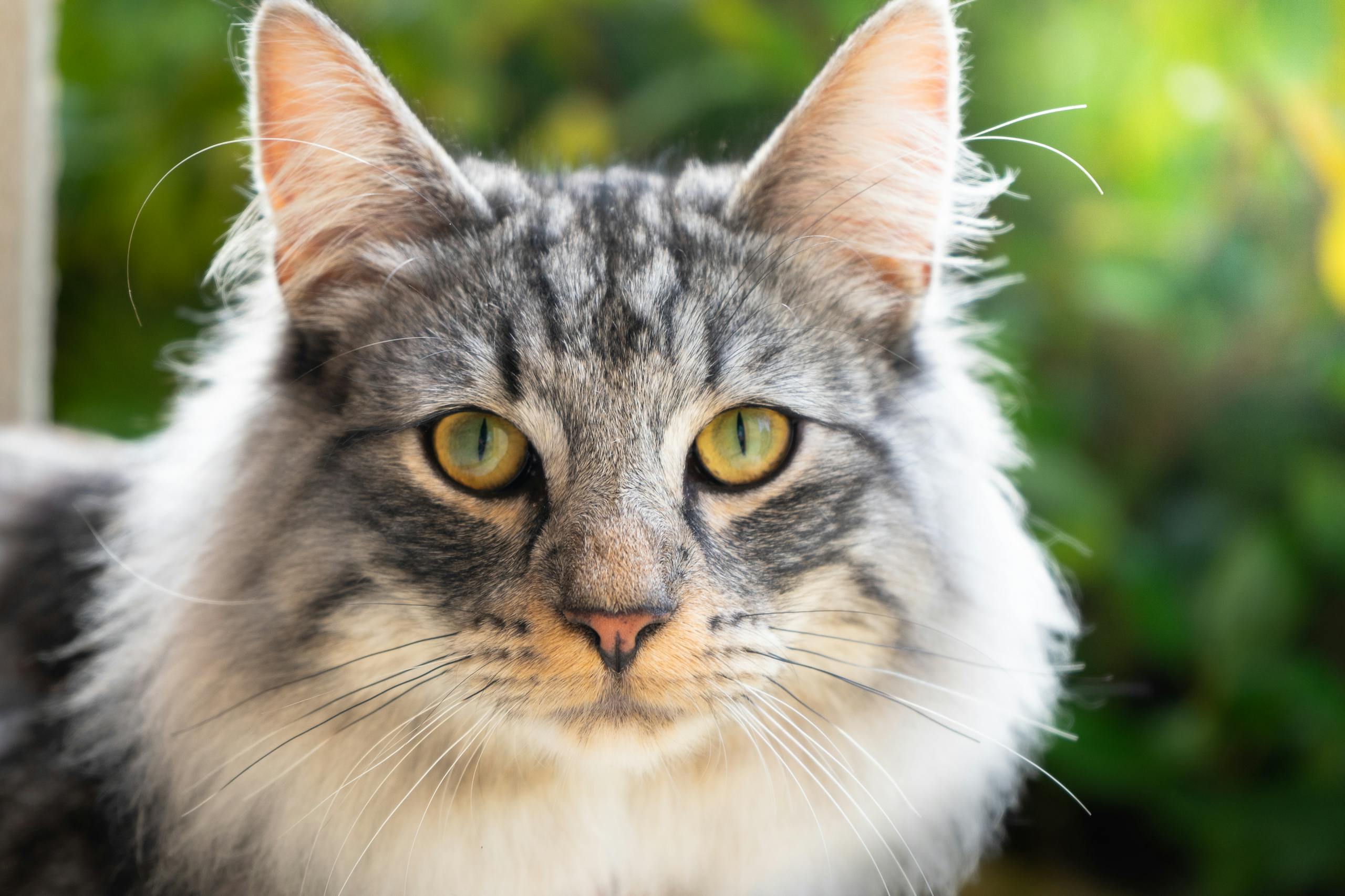 Поддержка экспертов